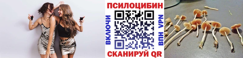 Галлюциногенные грибы Psilocybe  где купить   Кореновск 